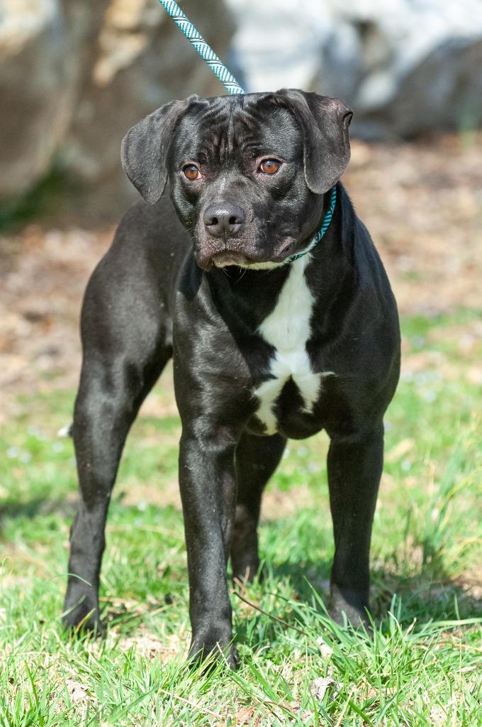 Enlarge RB, a Adoptable mixed breed in Johnson City, TN image 1/5