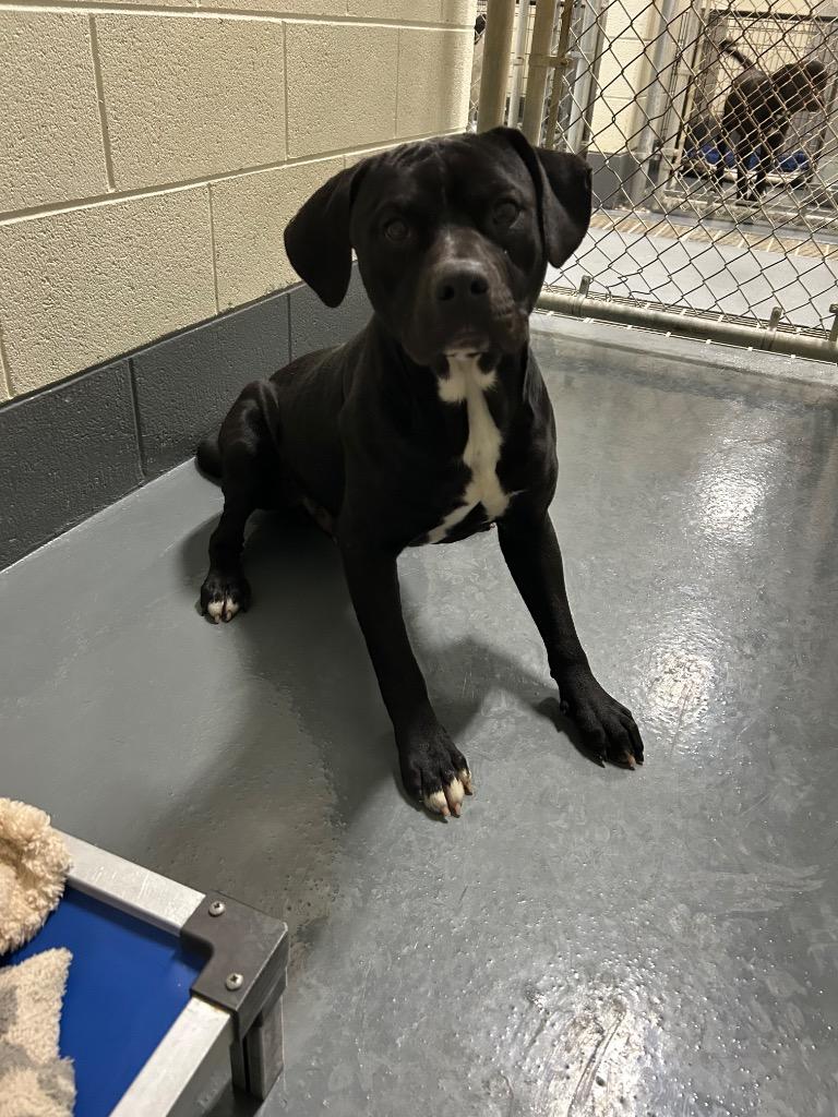 RB, Adoptable, Adult Male Pit Bull Terrier.