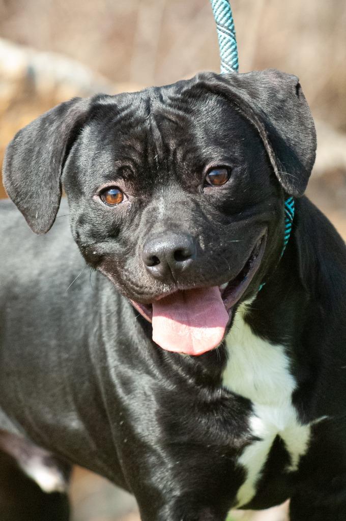 Enlarge RB, a Adoptable mixed breed in Johnson City, TN image 4/5