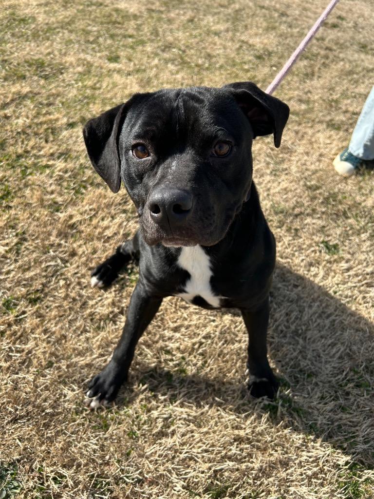 Enlarge RB, a Adoptable mixed breed in Johnson City, TN image 2/2