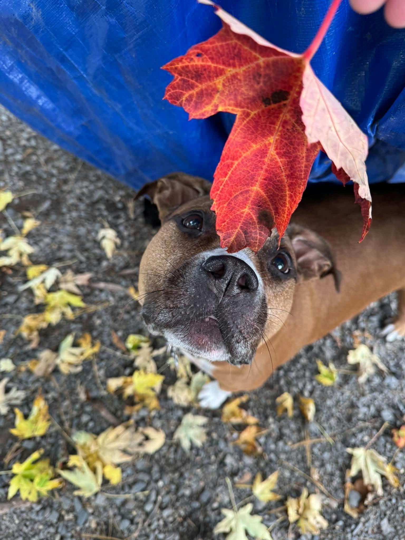 Leia, Adoptable, Senior Female American Bully.
