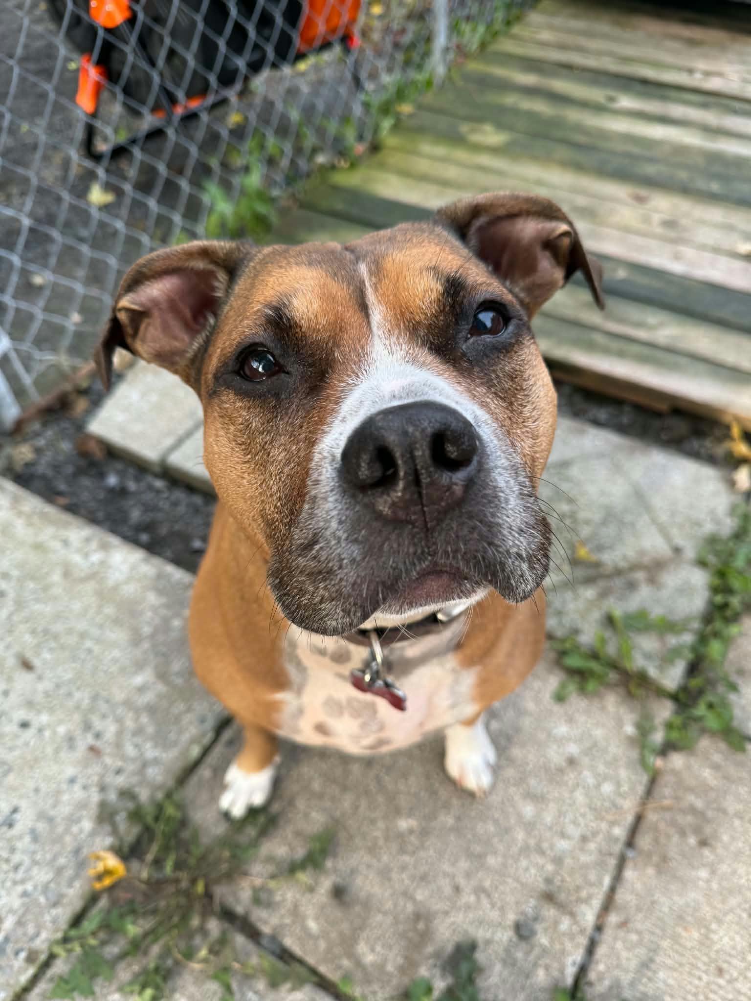 Enlarge Leia, a Adoptable mixed breed in Pointe-Claire, QC image 2/4