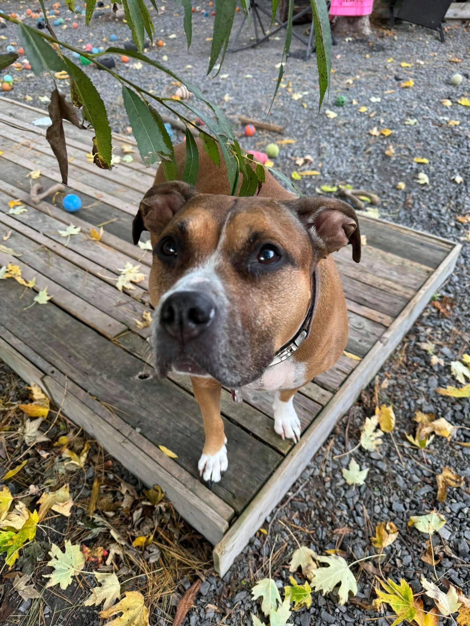 Enlarge Leia, a Adoptable mixed breed in Pointe-Claire, QC image 4/4