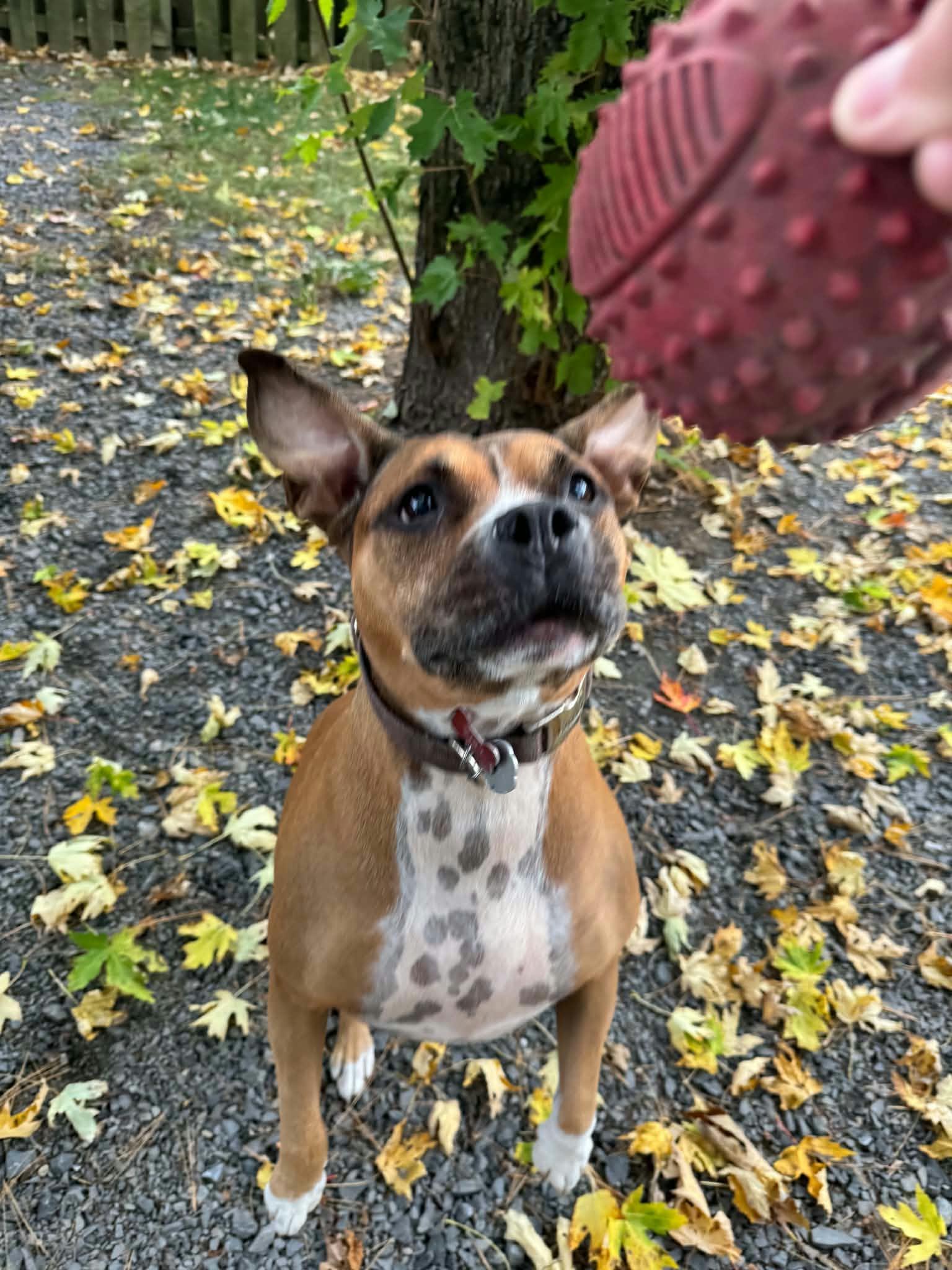 Enlarge Leia, a Adoptable mixed breed in Pointe-Claire, QC image 3/4