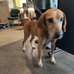 Stu Pickles 60251751, ADOPTABLE, Adult Male Hound.