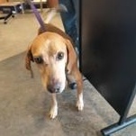 Stu Pickles 60251751, a ADOPTABLE Hound in Harvey , LA image 2/2