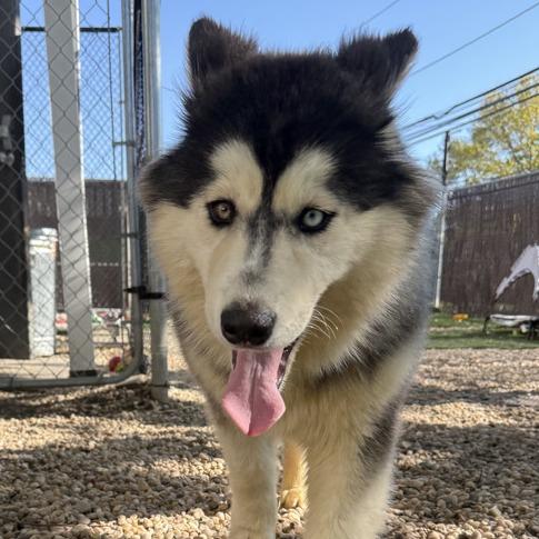 Enlarge Doo, a ADOPTABLE mixed breed in Medford, NY image 1/1