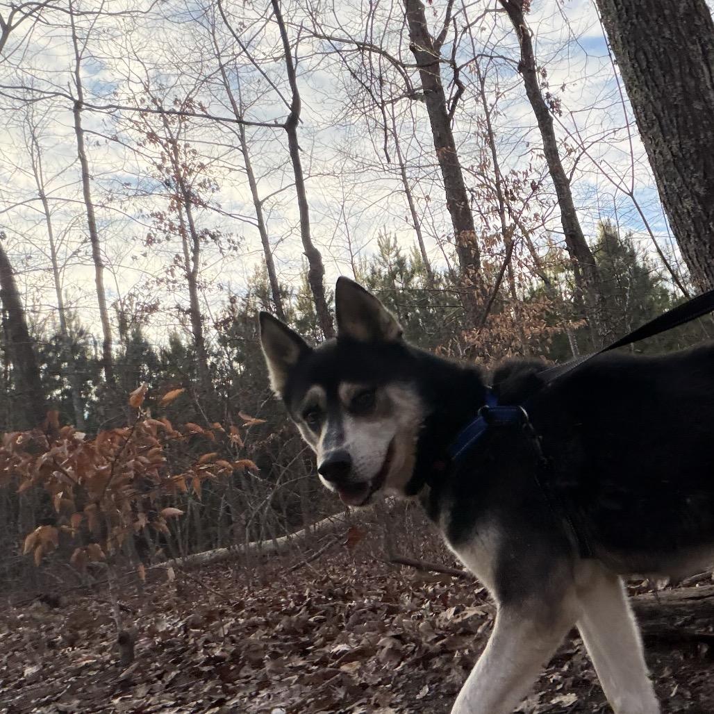 Lobo, Adoptable, Adult Male Husky & Shepherd.