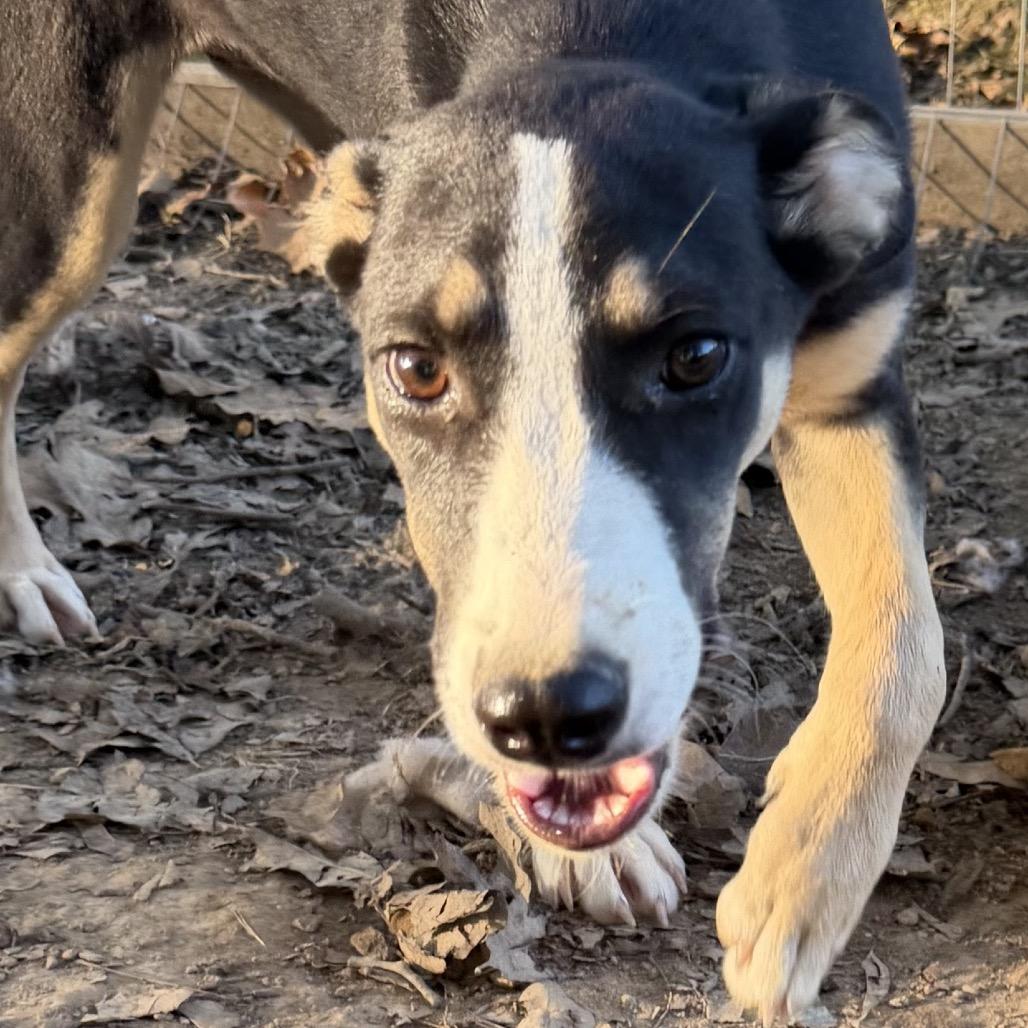 Enlarge Athena, a Adoptable mixed breed in Little Rock, AR image 1/3