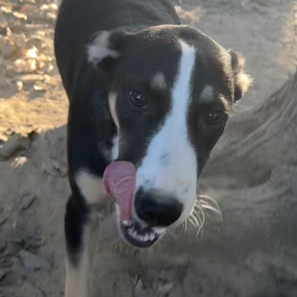 Enlarge Athena, a Adoptable mixed breed in Little Rock, AR image 2/3