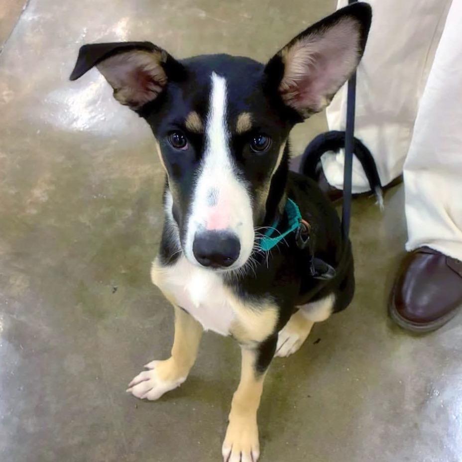 Enlarge Athena, a Adoptable mixed breed in Little Rock, AR image 3/3