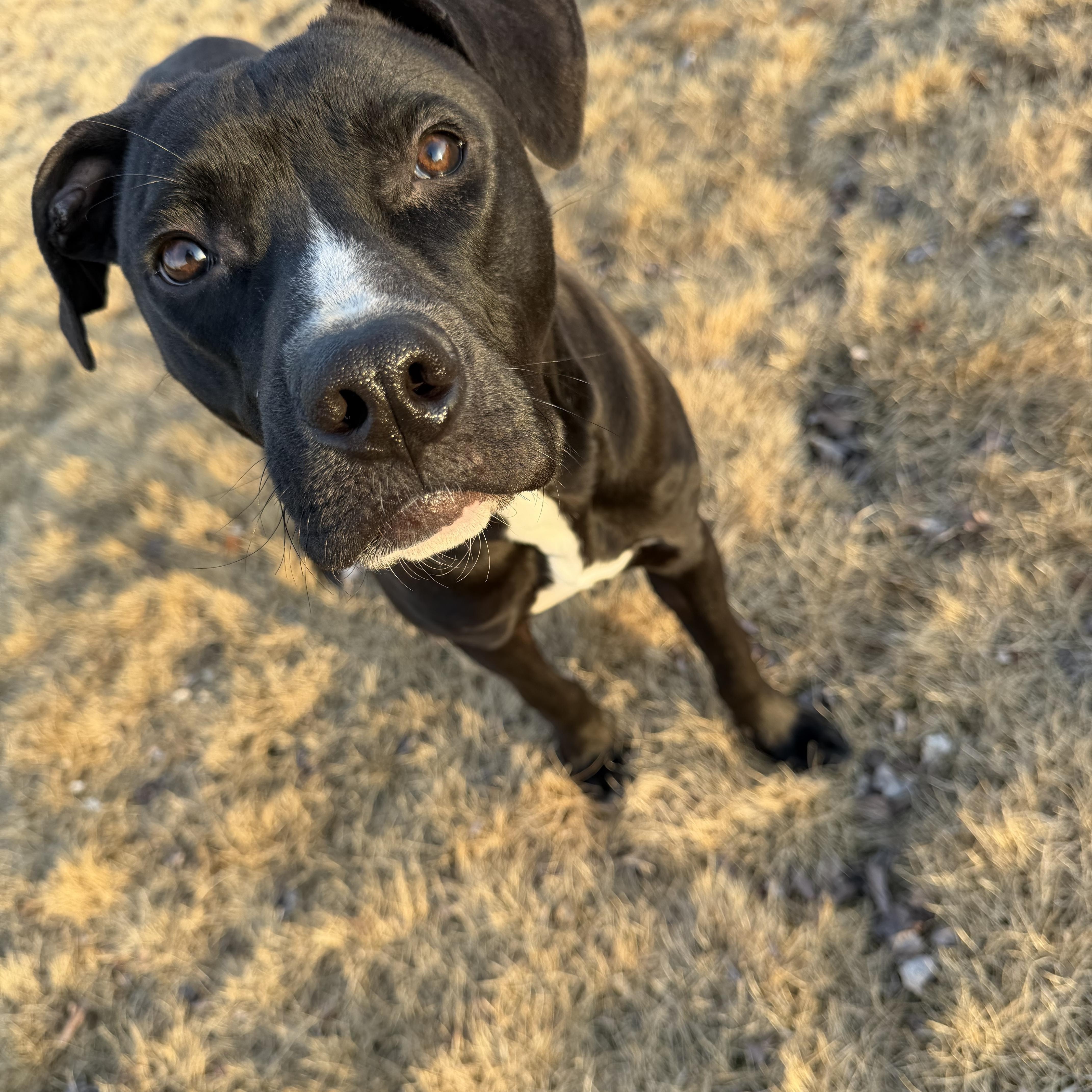 Turkey, a ADOPTABLE mixed breed in Albemarle, NC image 1/4