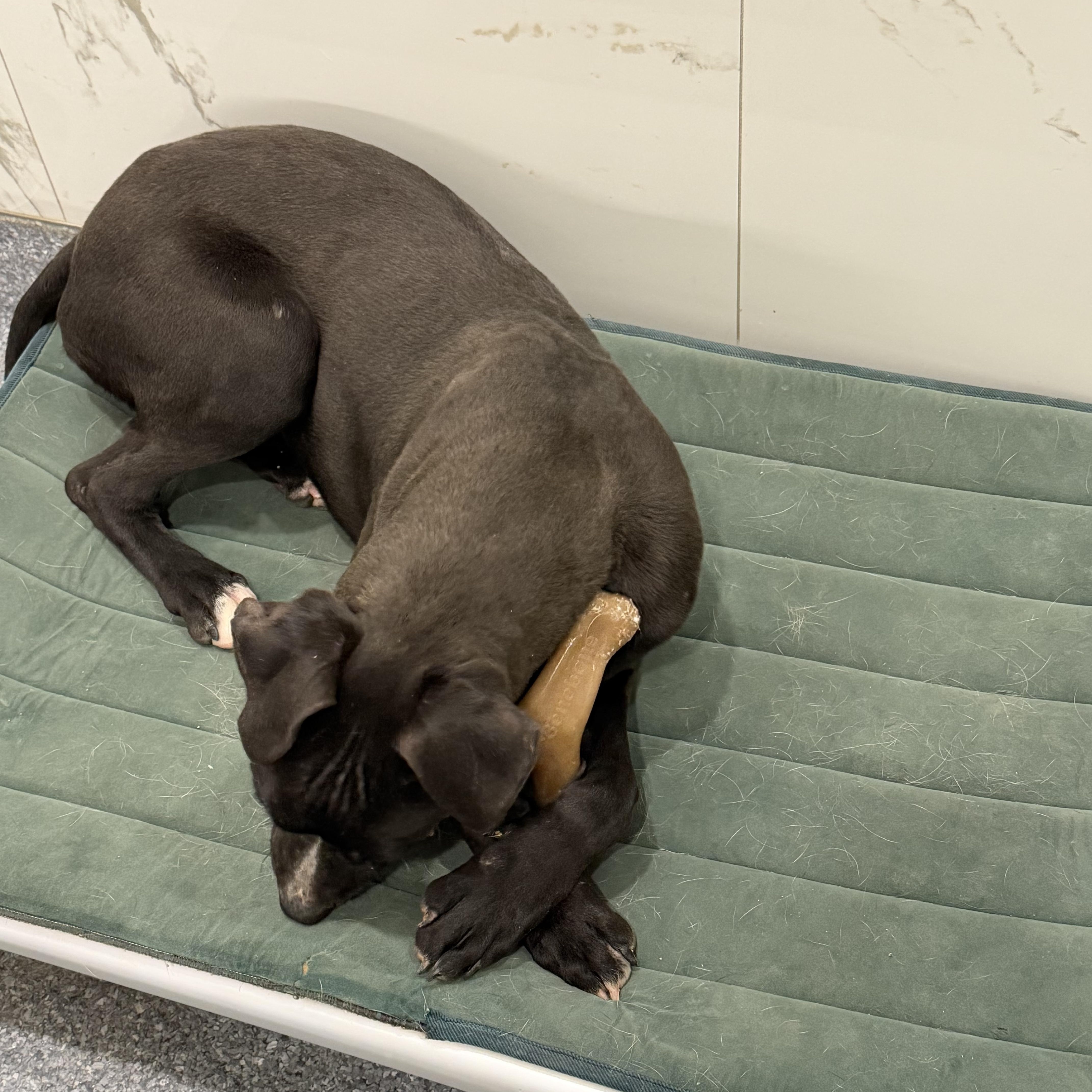 Turkey, a ADOPTABLE mixed breed in Albemarle, NC image 4/4