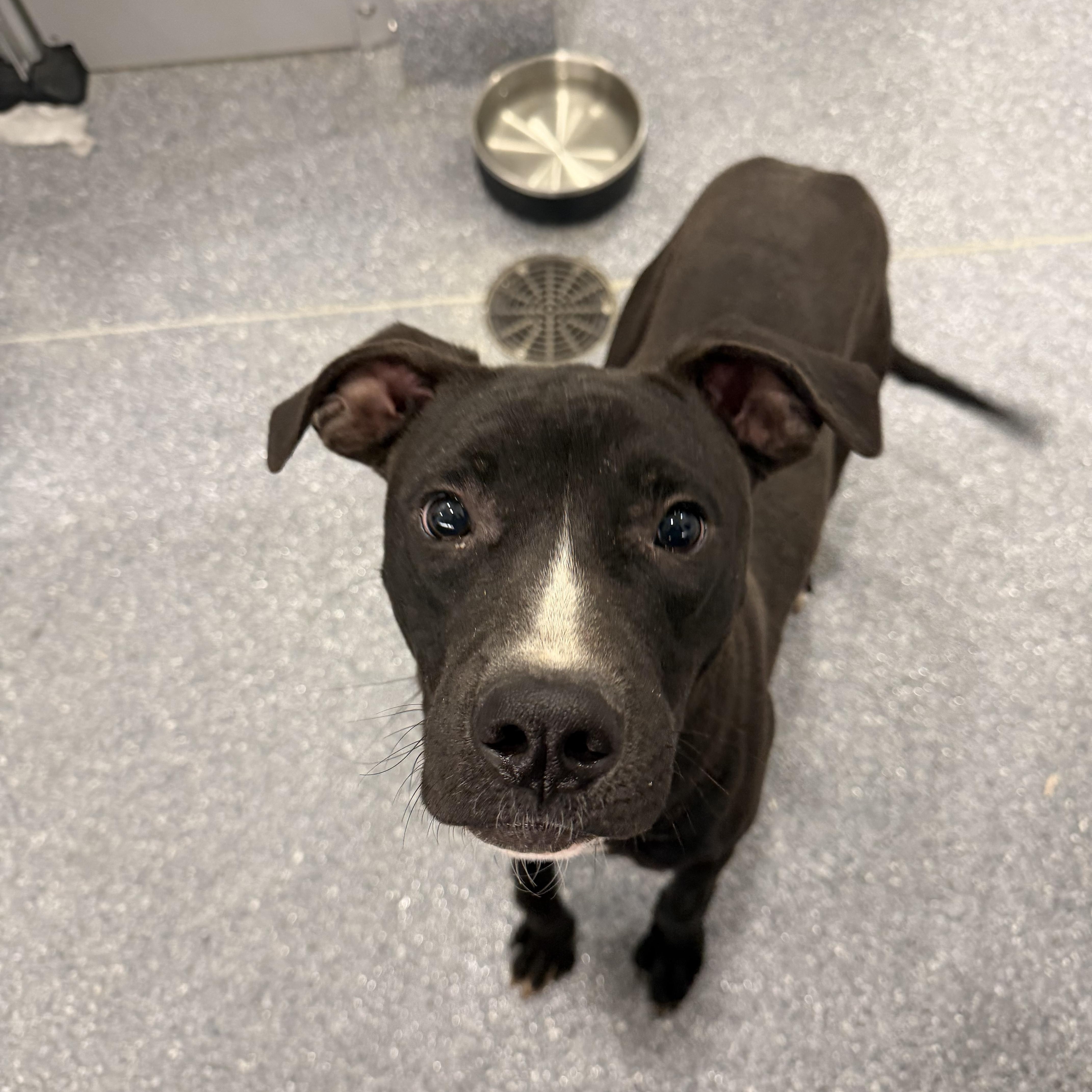 Turkey, a ADOPTABLE mixed breed in Albemarle, NC image 2/4