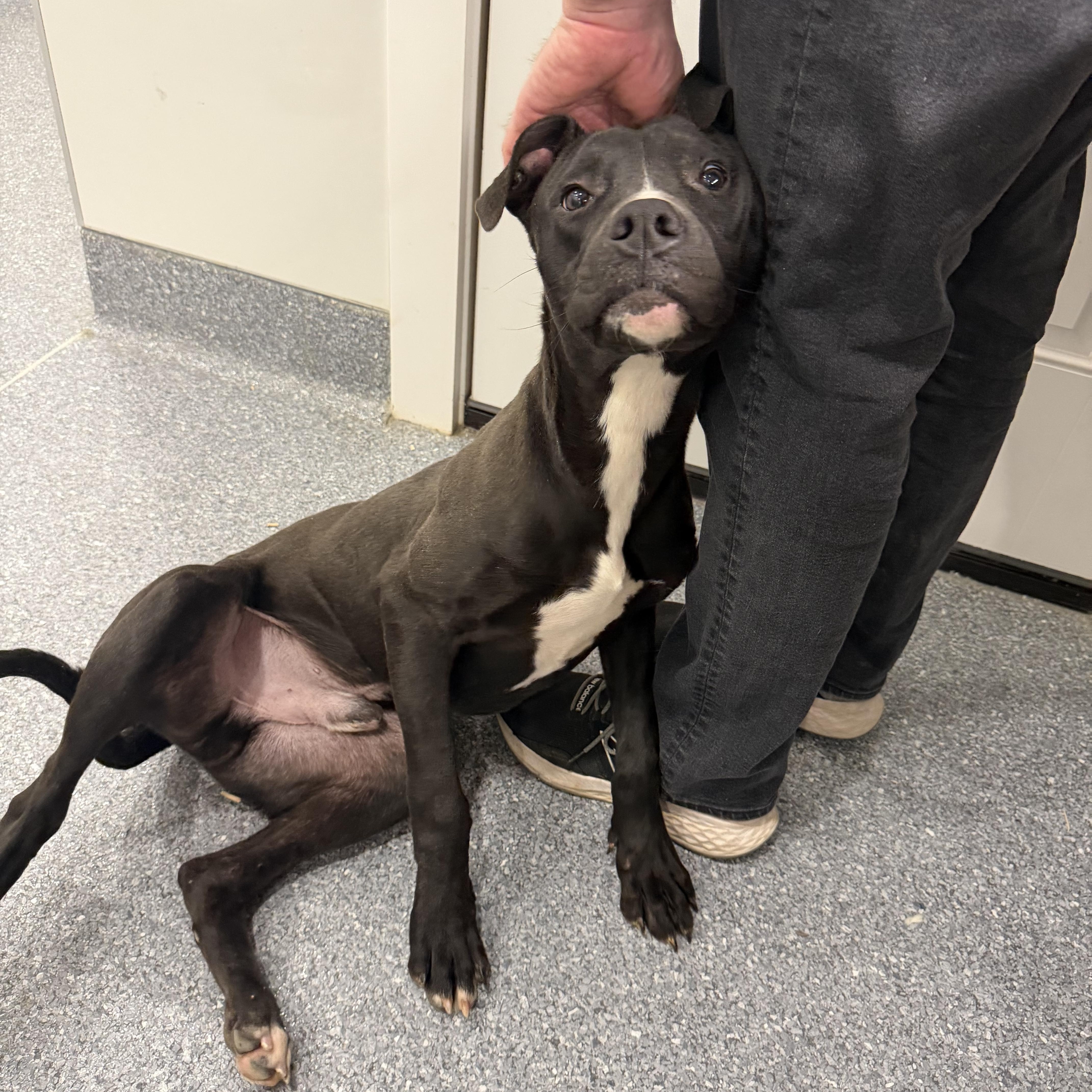 Turkey, a ADOPTABLE mixed breed in Albemarle, NC image 3/4