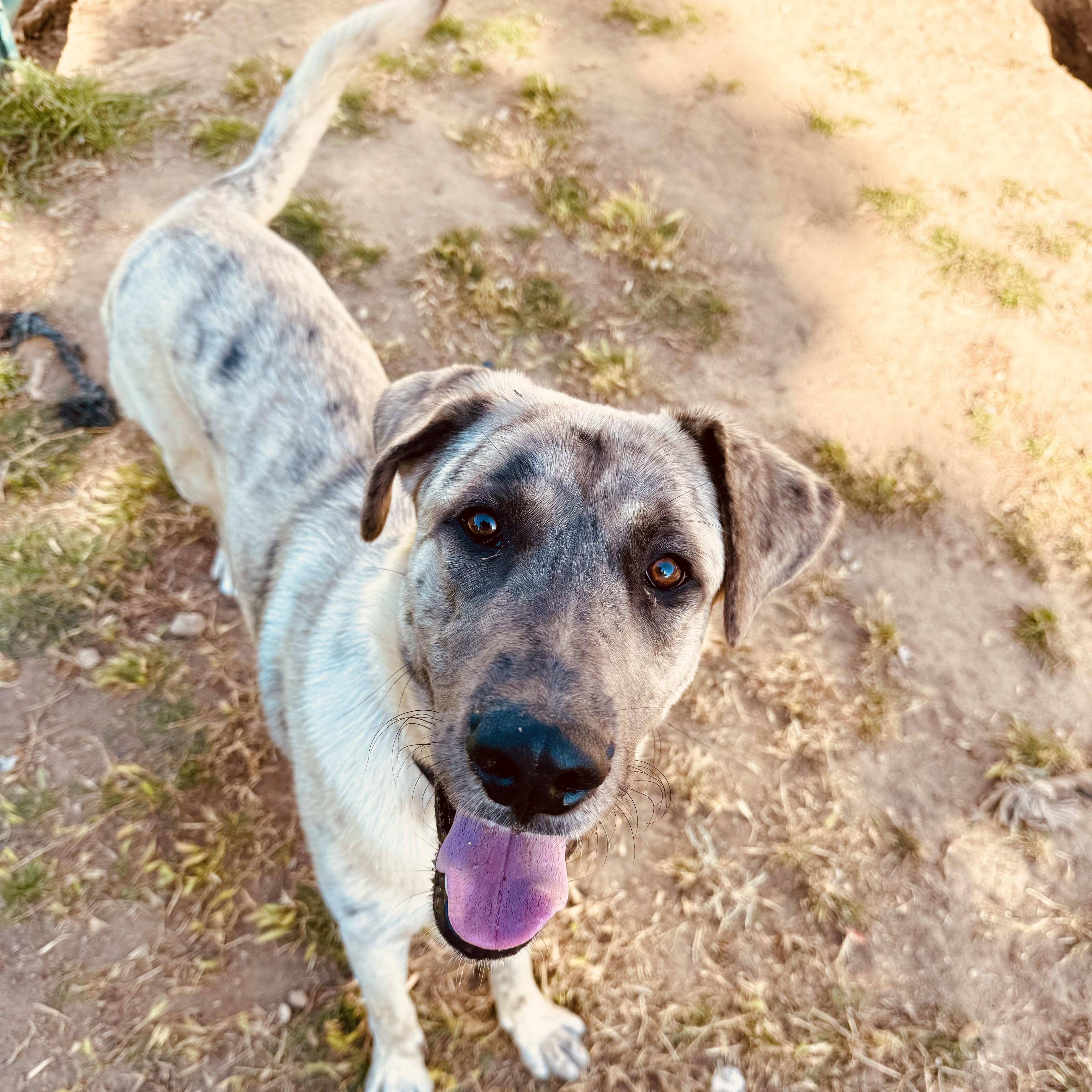 Dash, ADOPTABLE, Puppy Male Great Dane & Border Collie.