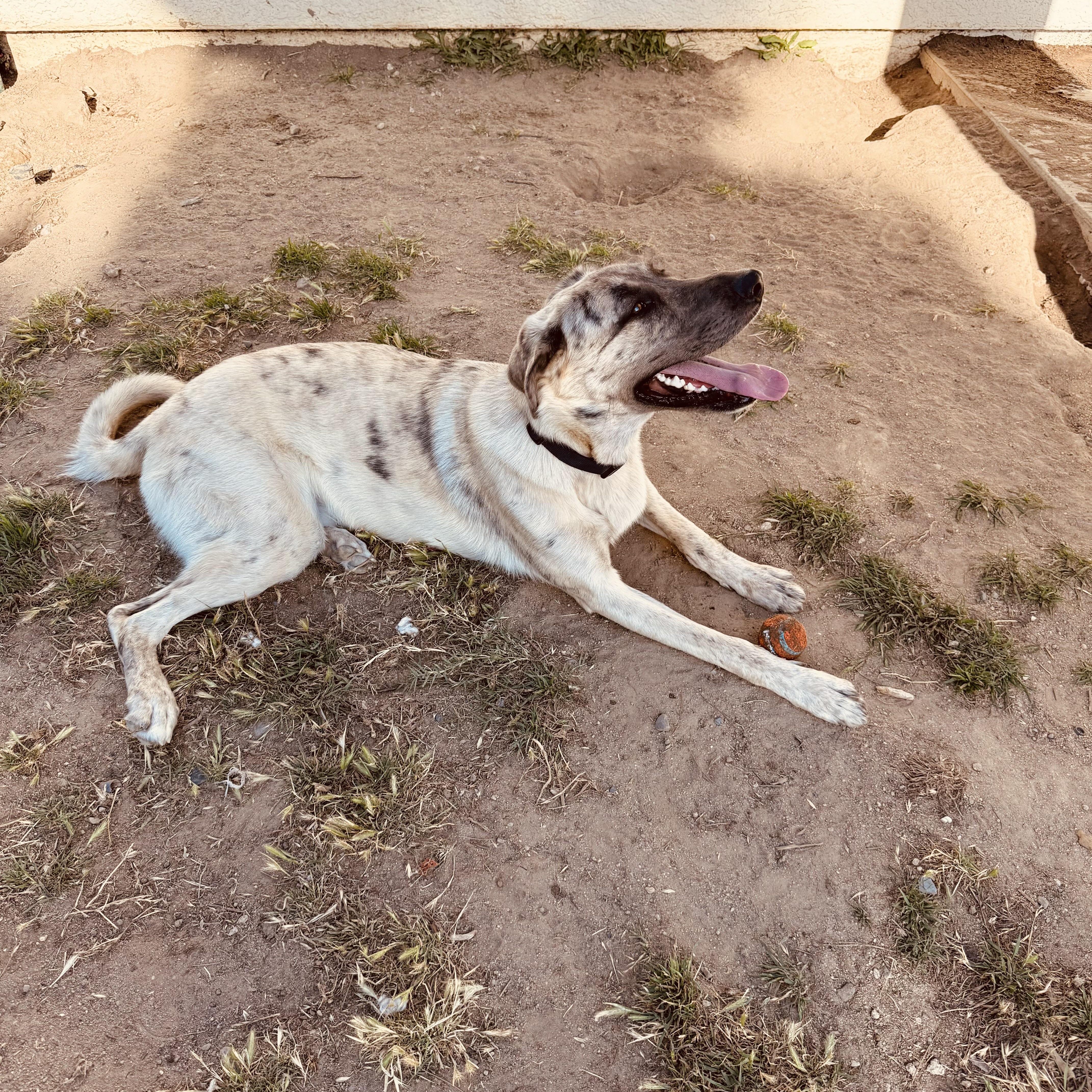 Enlarge Dash, a ADOPTABLE mixed breed in Torrance, CA image 4/5