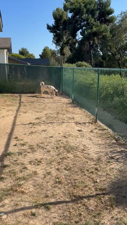 Enlarge Dash, a ADOPTABLE mixed breed in Torrance, CA video 3/5