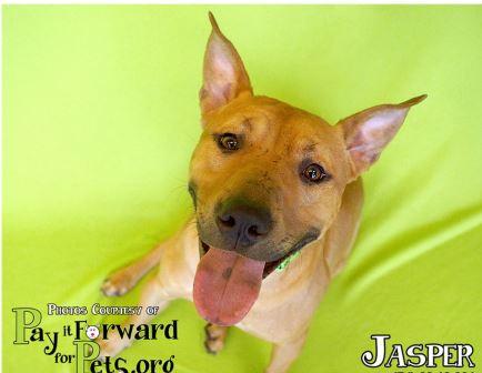 Enlarge Jasper - PENDING ADOPTION, a Adopted Shepherd in Cuyahoga Falls, OH image 1/2
