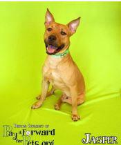 Enlarge Jasper - PENDING ADOPTION, a Adopted Shepherd in Cuyahoga Falls, OH image 2/2