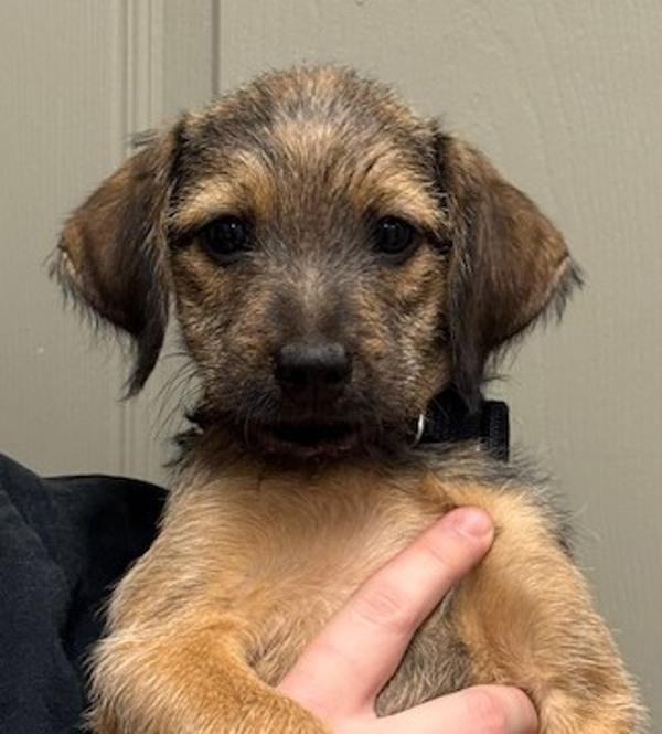 Button, Adoptable, Puppy Male Terrier & Dachshund.