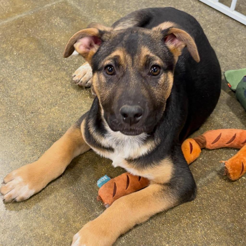 Enlarge Kiara, a Adoptable mixed breed in sun prairie, WI image 3/3