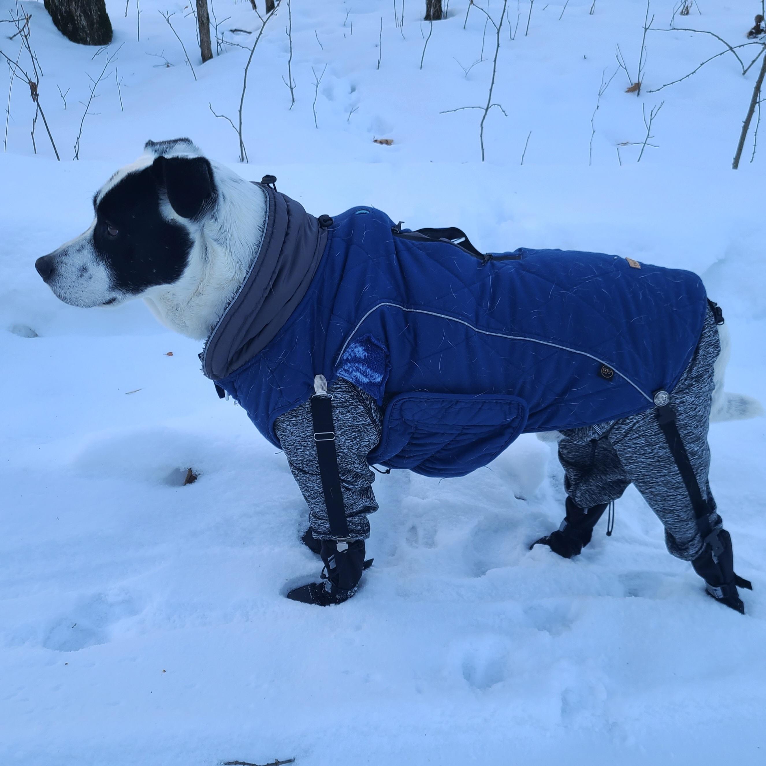 Tank, a ADOPTABLE mixed breed in Prior Lake, MN image 4/6