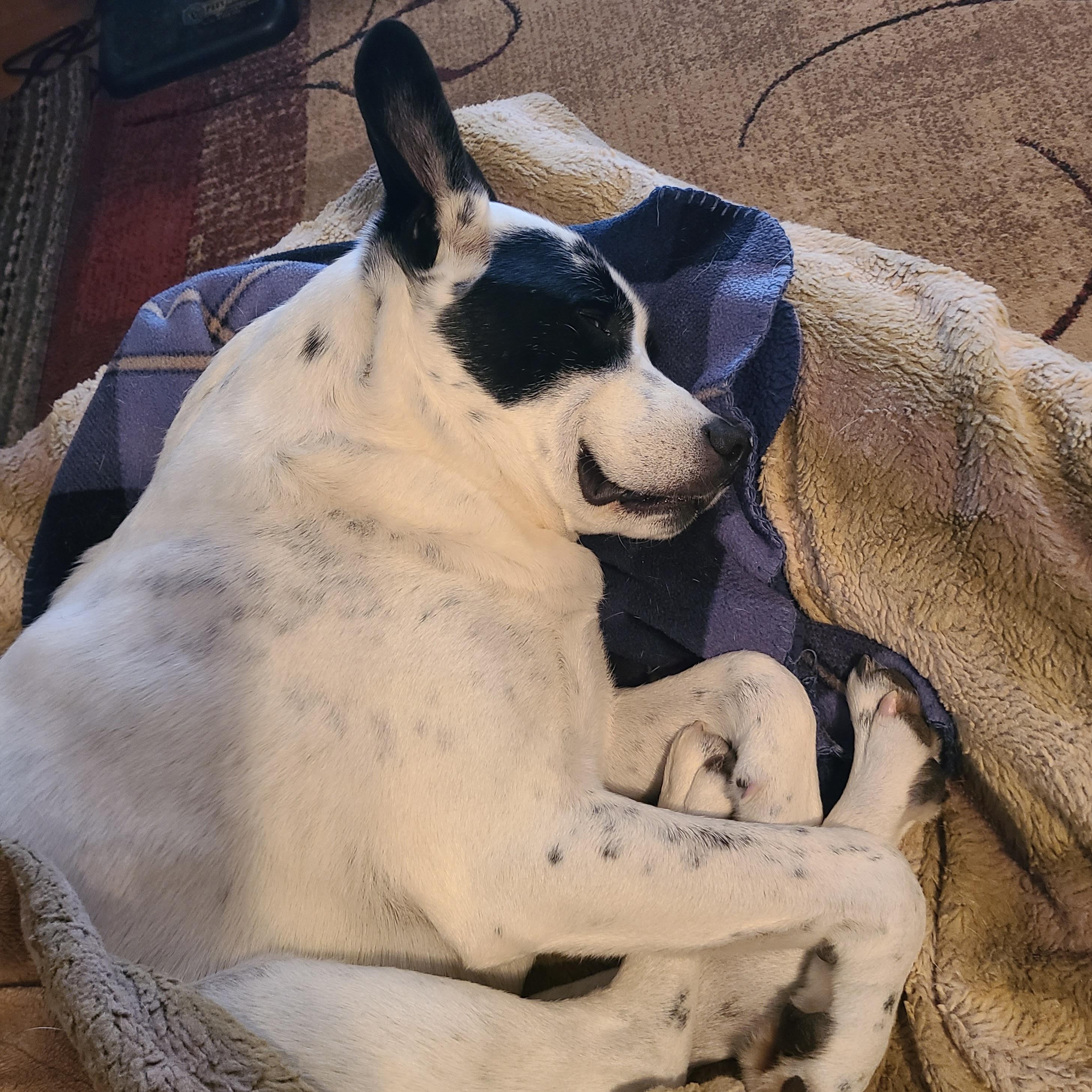 Tank, a ADOPTABLE mixed breed in Prior Lake, MN image 5/6