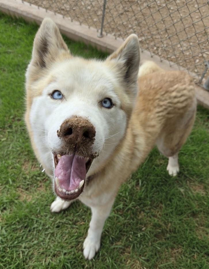 Dani, adopted, Adult Female Husky.