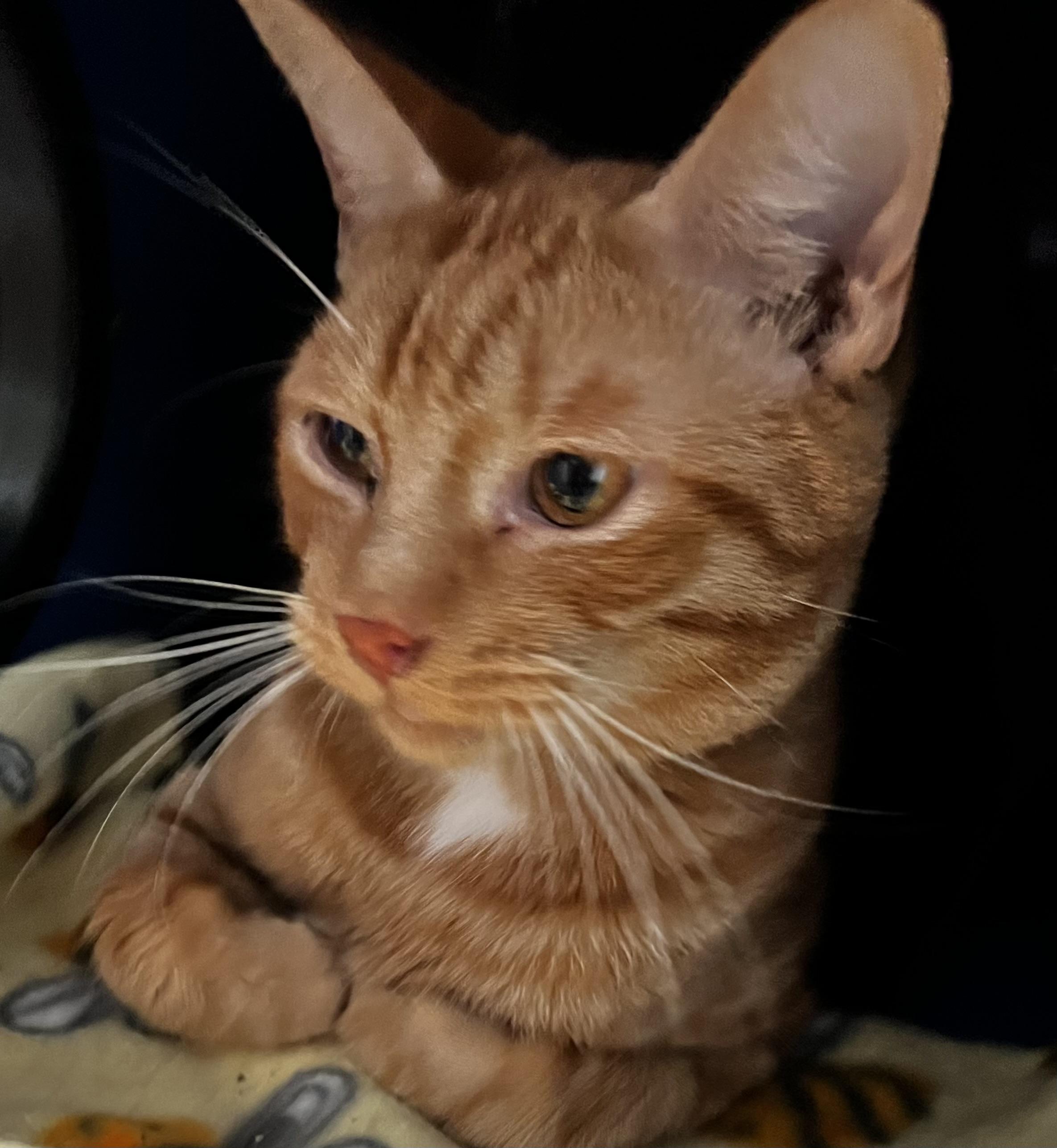 Enlarge Cheese, a Adoptable Domestic Short Hair in Sault Sainte Marie, MI image 1/4