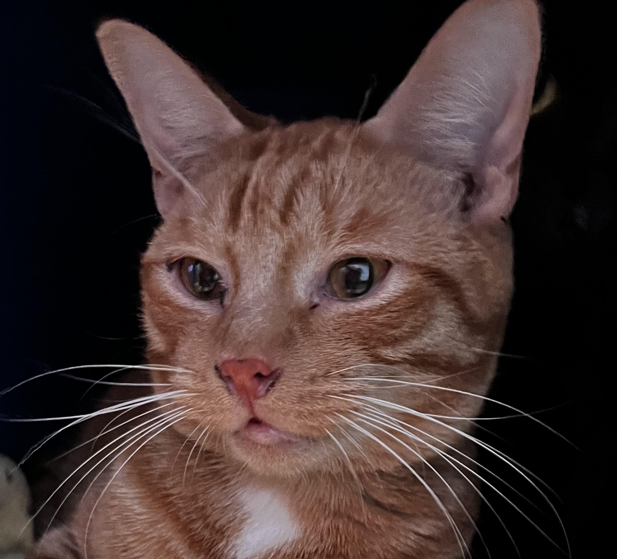 Enlarge Cheese, a Adoptable Domestic Short Hair in Sault Sainte Marie, MI image 2/4