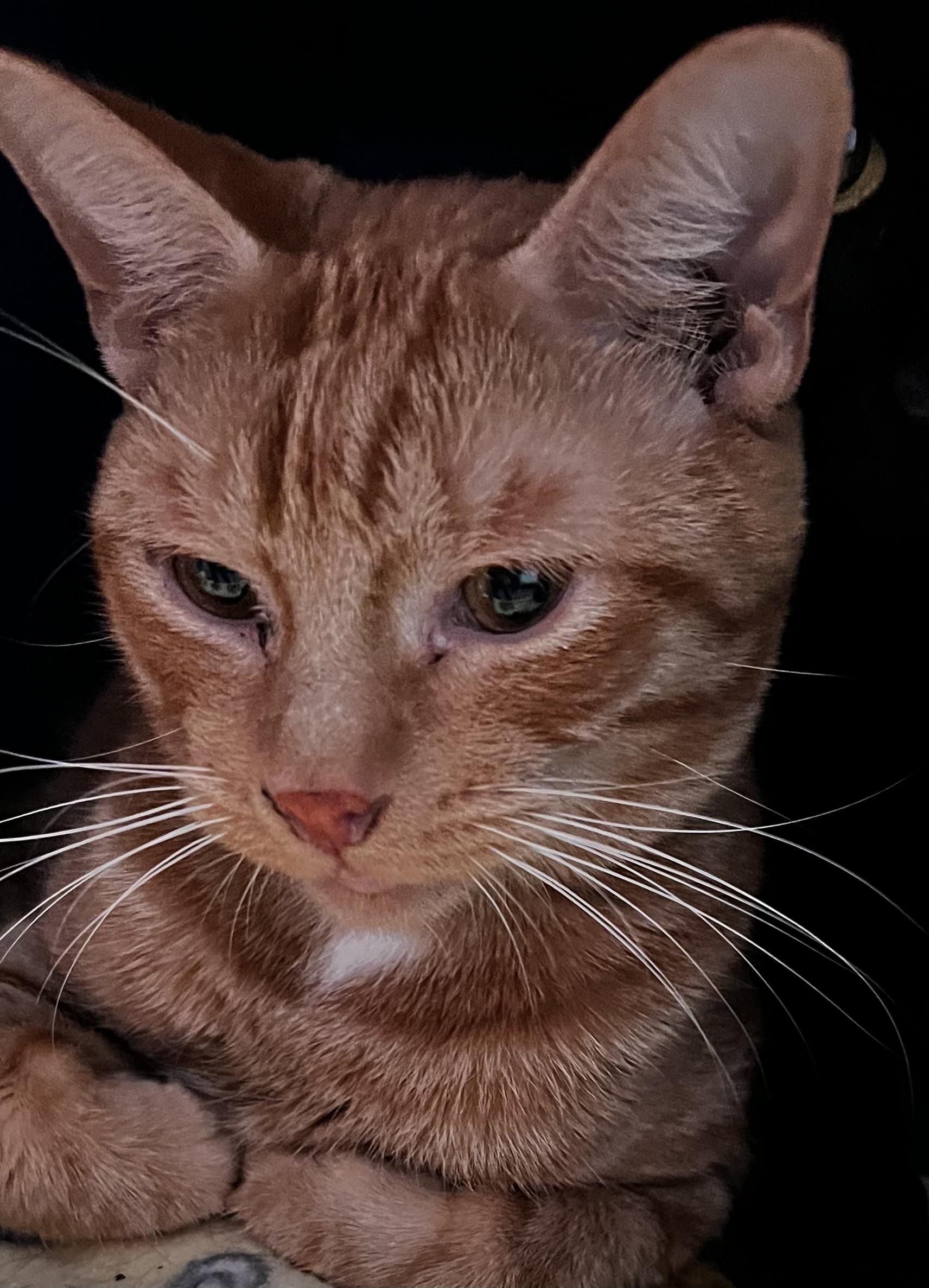 Enlarge Cheese, a Adoptable Domestic Short Hair in Sault Sainte Marie, MI image 3/4