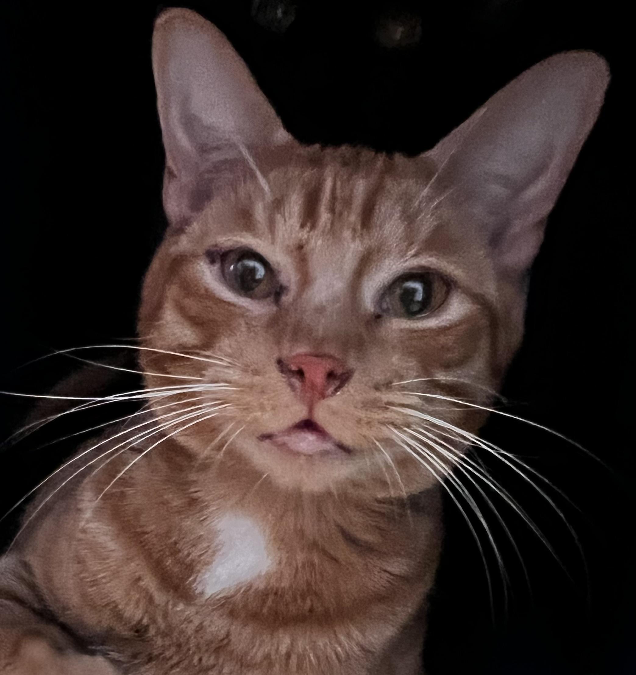 Enlarge Cheese, a Adoptable Domestic Short Hair in Sault Sainte Marie, MI image 4/4