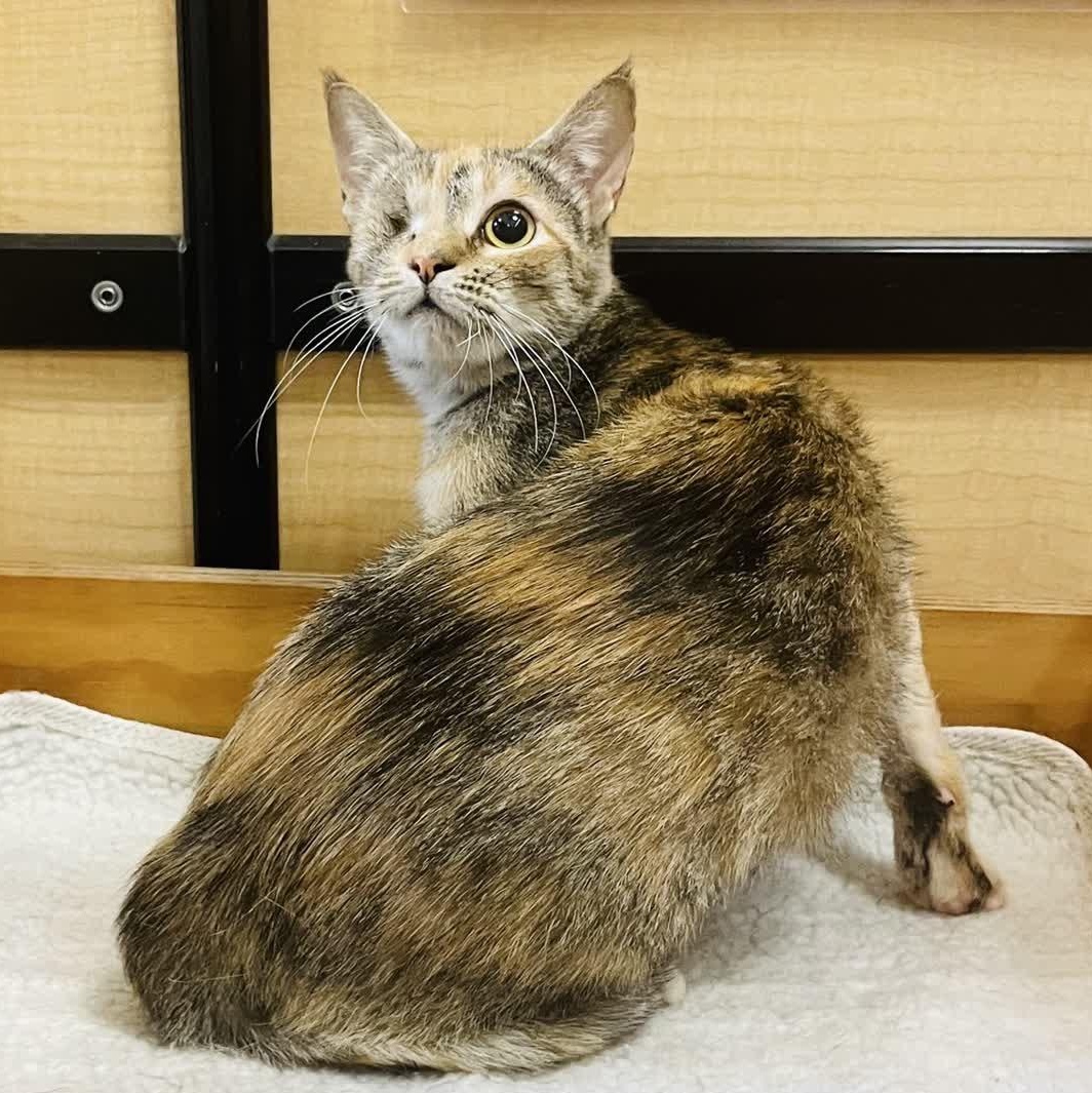 Xena - gentle and sweet, a ADOPTABLE Domestic Short Hair in Sunset Valley, TX image 3/6