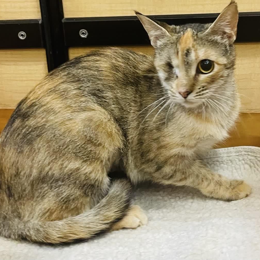 Xena - gentle and sweet, a ADOPTABLE Domestic Short Hair in Sunset Valley, TX image 5/6