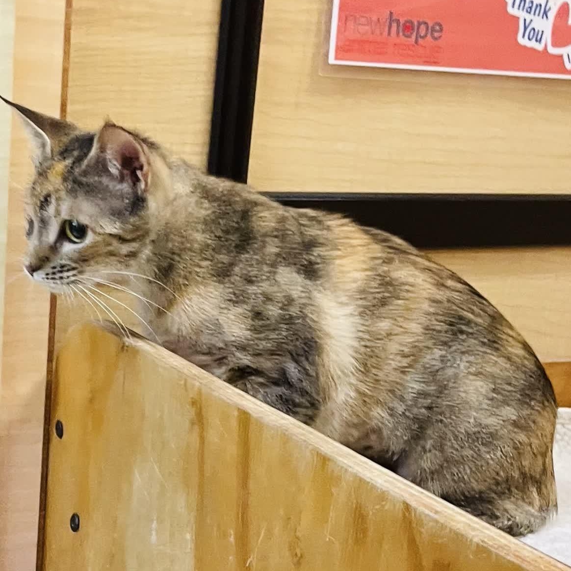 Xena - gentle and sweet, a ADOPTABLE Domestic Short Hair in Sunset Valley, TX image 6/6