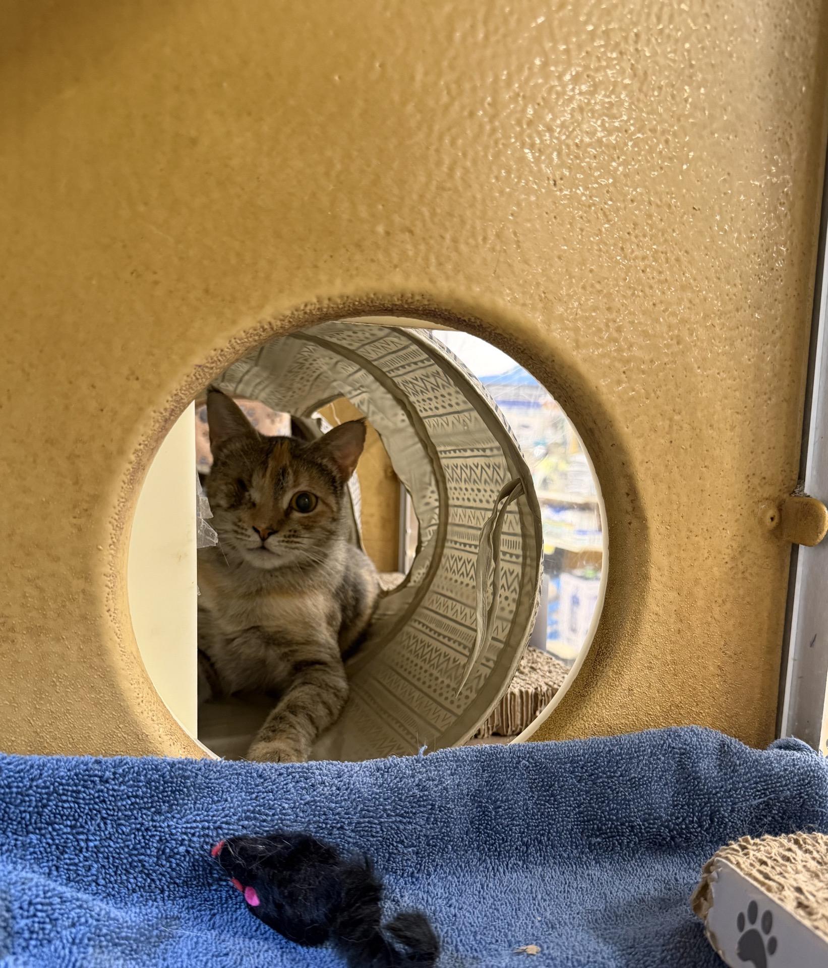 Xena - gentle and sweet, a ADOPTABLE Domestic Short Hair in Sunset Valley, TX image 4/6