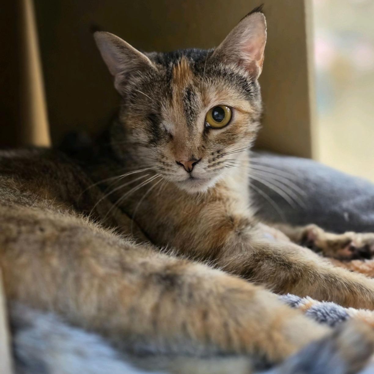 Xena - gentle and sweet, a ADOPTABLE Domestic Short Hair in Sunset Valley, TX image 1/6