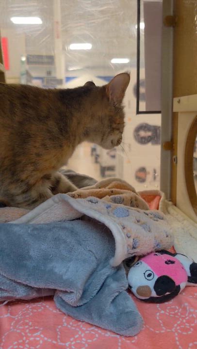 Enlarge Xena - gentle and sweet, a ADOPTABLE Domestic Short Hair in Sunset Valley, TX video 2/6