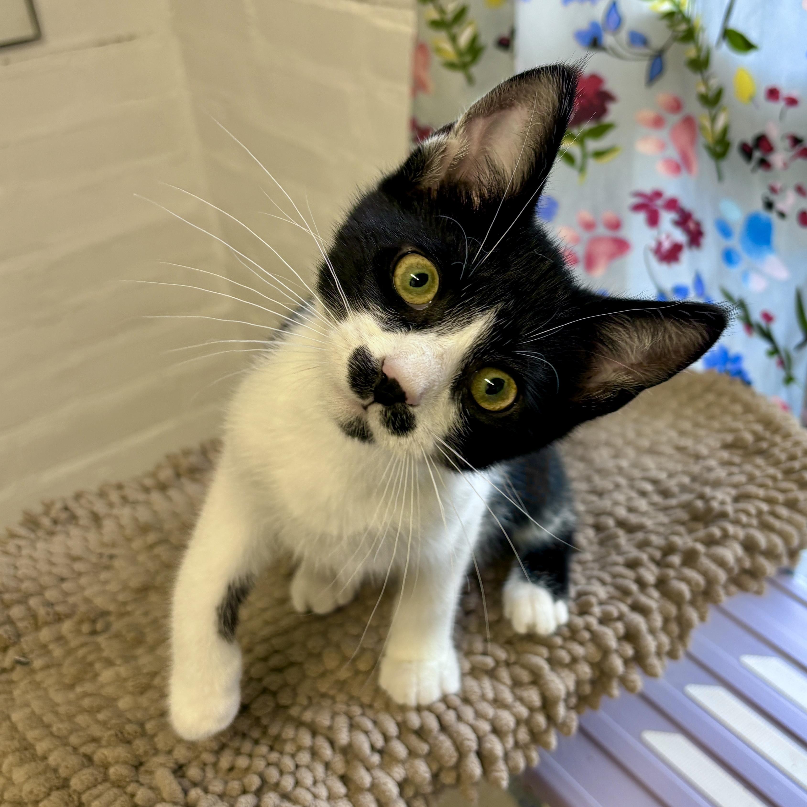Spark, Adoptable, Kitten Male Domestic Short Hair.