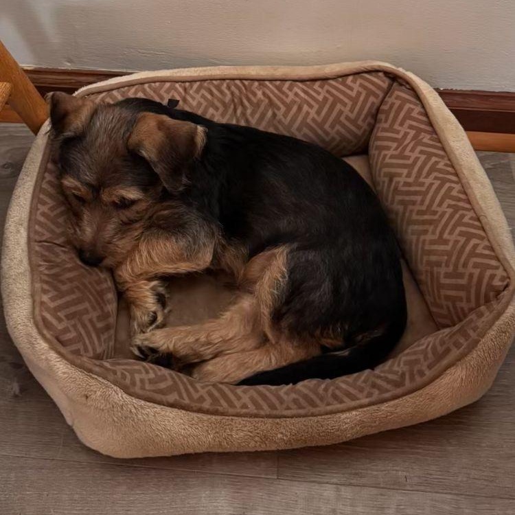 Enlarge Vinney, a Adoptable mixed breed in Midland, MI image 3/3