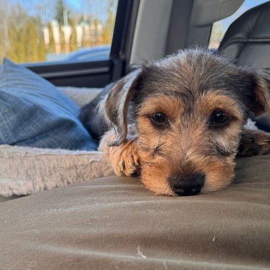 Enlarge Vinney, a Adoptable mixed breed in Midland, MI image 1/3