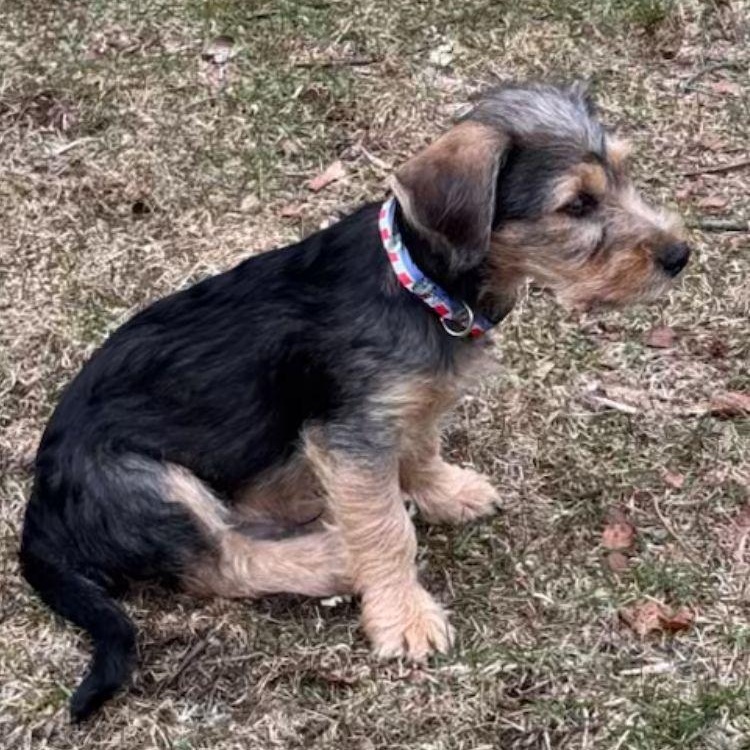 Enlarge Vinney, a Adoptable mixed breed in Midland, MI image 2/3