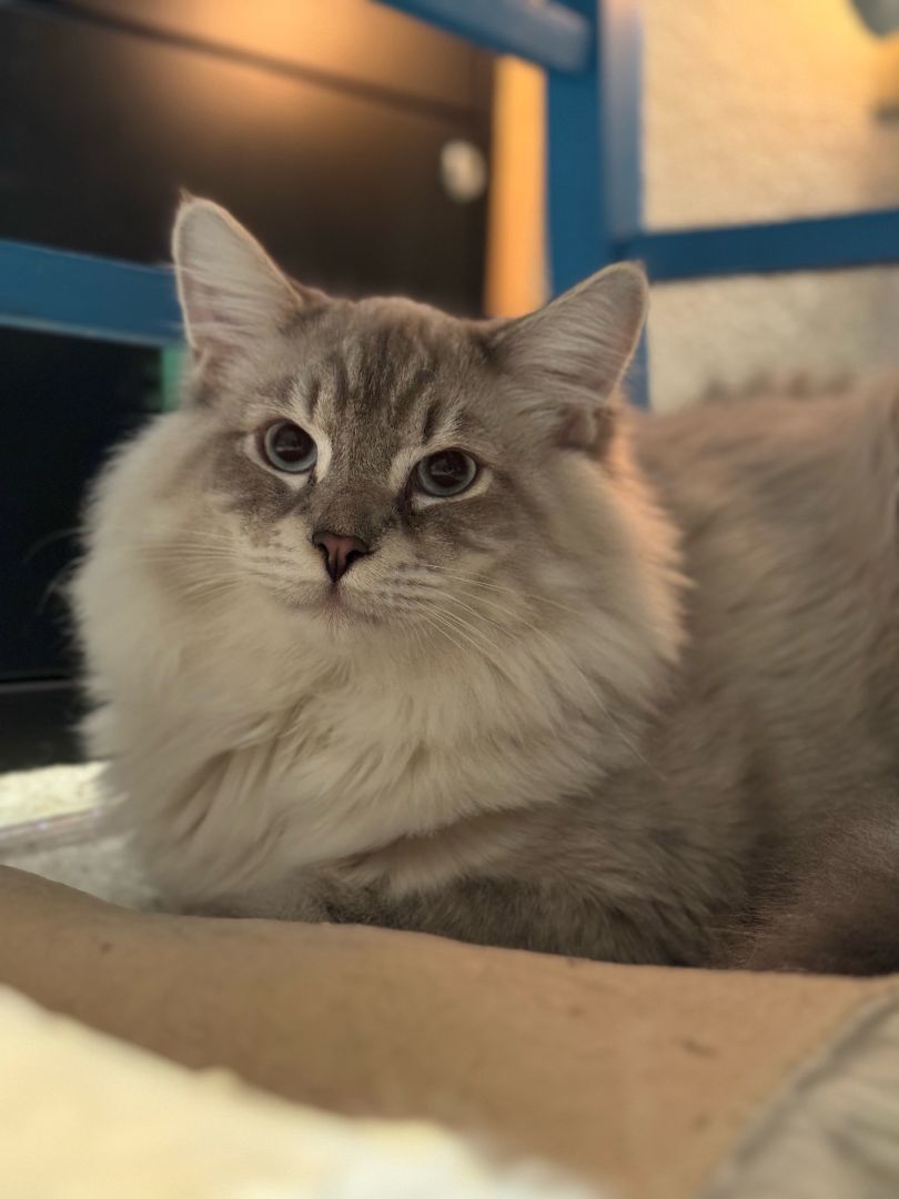 Charlie, a Adopted Domestic Long Hair in WINLOCK, WA image 1/6