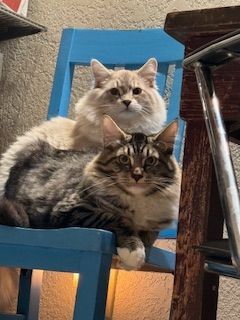 Charlie, a Adopted Domestic Long Hair in WINLOCK, WA image 2/6