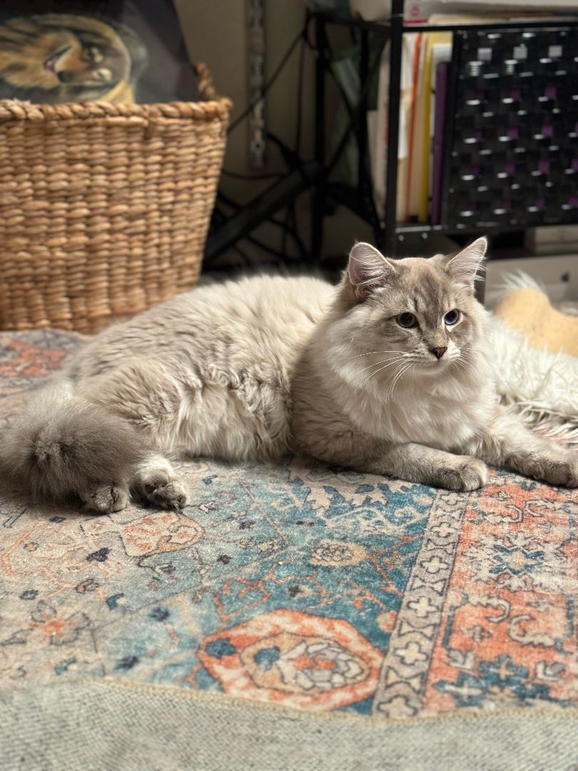 Charlie, a Adopted Domestic Long Hair in WINLOCK, WA image 3/6