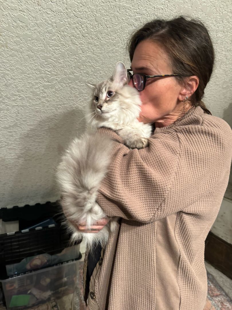 Charlie, a Adopted Domestic Long Hair in WINLOCK, WA image 4/6