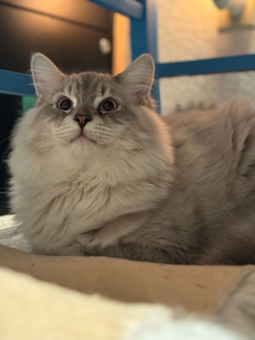 Charlie, a Adopted Domestic Long Hair in WINLOCK, WA image 5/6