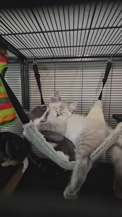 Enlarge Charlie, a Adopted Domestic Long Hair in WINLOCK, WA video 6/6