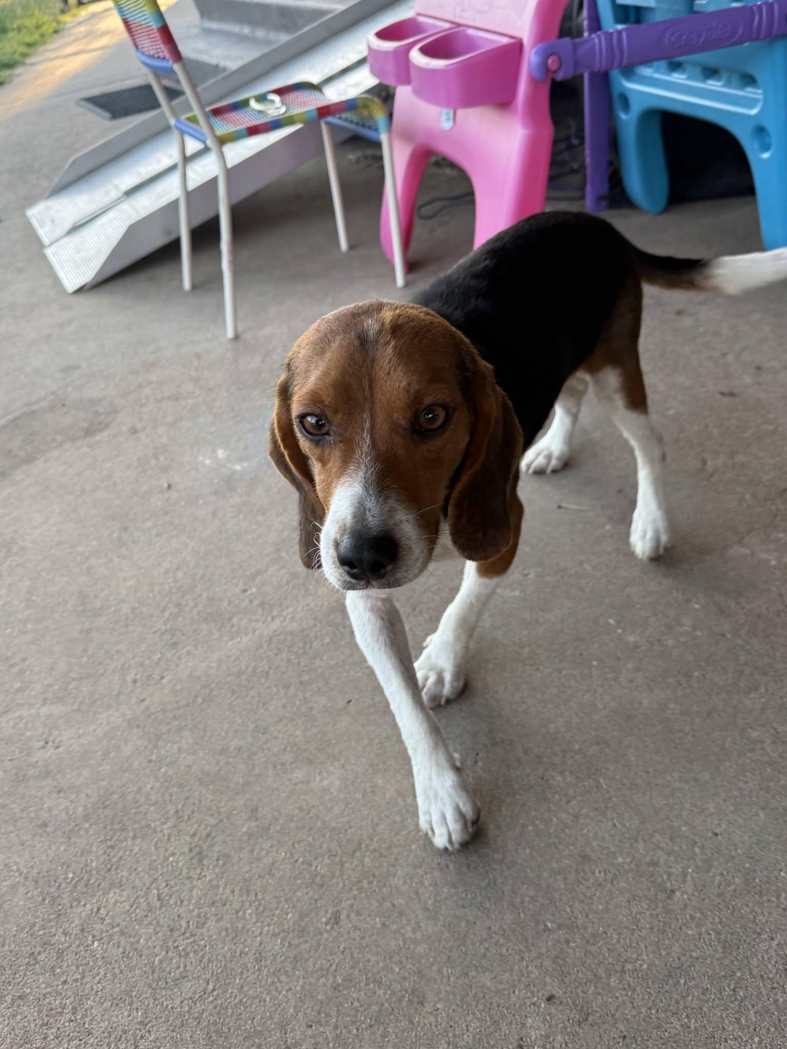 Aaron, Adoptable, Adult Male Beagle.